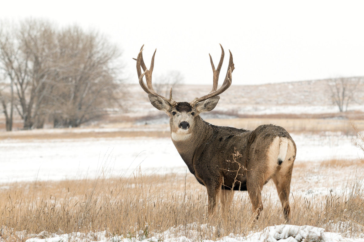 Mule Deer Scents